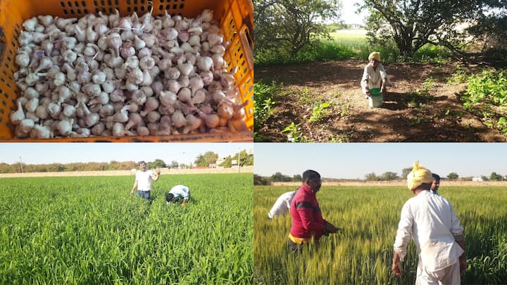 Rajasthan: किसानों ने कहा कि जब हमारे पास फसल नहीं होती उस दौरान फसल की कीमत कई गुना बाजार में बढ़ जाती है. किसान लगातार कर्जदार होता जा रहा है और कालाबाजारी लाखों रुपये कमा लेते हैं.