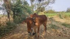 Nanded : शेतकरी नेत्याचे सोशल मीडियावर आवाहन अन् 80 हजाराची बैल जोडी केली खरेदी