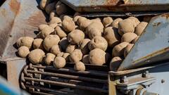 ​अमेरिका में इतना महंगा बिकता है आलू, 1 किलो की कीमत में खरीद लेंगे कई किलो सेब-संतरा