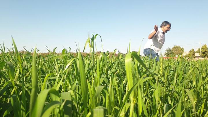 जोधपुर के किसान छैल सिंह गहलोत ने बताया कि इस बार पहली बार सुना है कि लहसुन की कीमत 500 रुपये किलो हो गई है. जब हमारे पास फसल नहीं है, तो भाव आसमान छू रहा है जैसे ही किसान की फसल की पैदावार होगी तो बाजार में कीमत जमीन पर आ जाएगी.