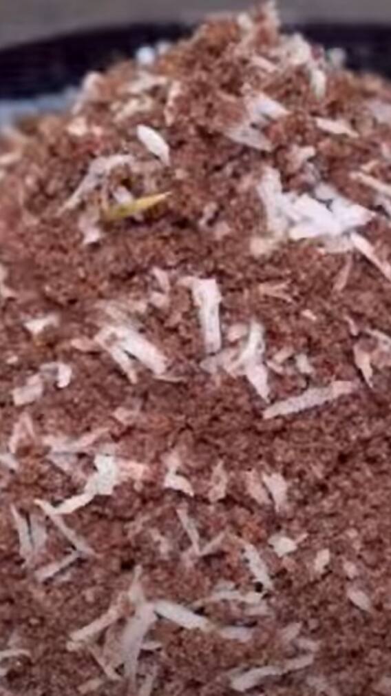 ஊட்டச்சத்து நிறைந்த கேழ்வரகு புட்டு.. செய்முறை இதோ!