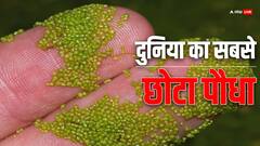 ये है दुनिया का सबसे छोटा पौधा, देखने के लिए भी होती है माइक्रोस्कोप की जरूरत