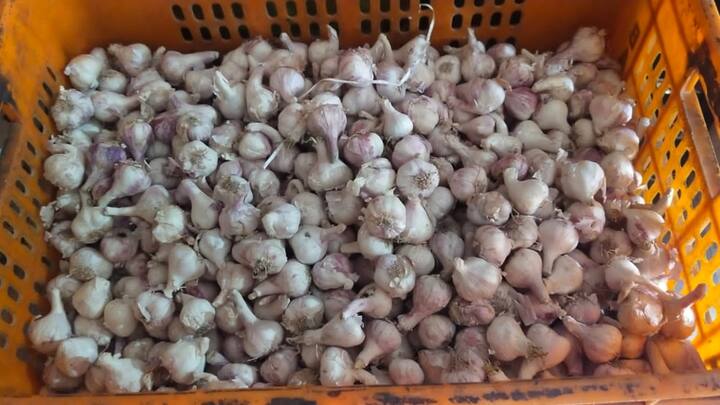 उन्होंने कहा कि कभी 2 रुपये किलो तो कभी 5 रुपये किलो, कभी 10 रुपये किलो, कभी 25 रुपये किलो तो कभी 50 रुपये किलो के हिसाब से किसानों को बाजार में नुकसान खाकर फसल बेंचनी पड़ती है. ऐसे में जब किसानों के पास लहसुन है ही नहीं, तो इस तरह से बाजार में काला बाजारी और भाव में उतार-चढ़ाव करने वालों के खिलाफ सरकार को कड़े कदम उठाने चाहिए.