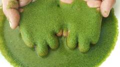 ये है दुनिया का सबसे छोटा पौधा, देखने के लिए भी होती है माइक्रोस्कोप की जरूरत