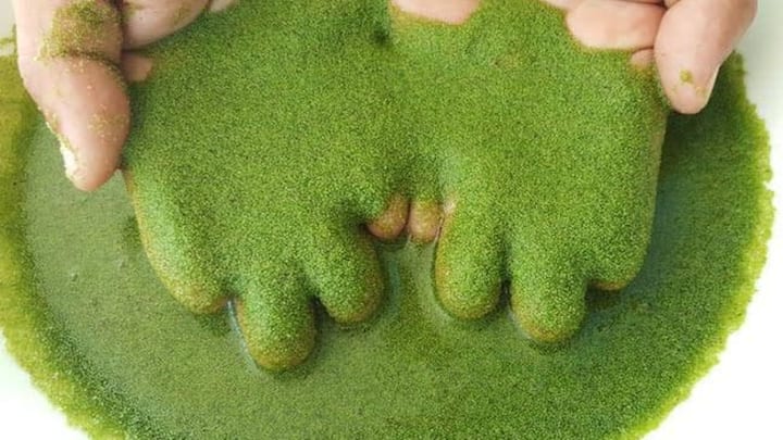 दुनिया में वोल्फिया ग्लोबोसा को सबसे छोटा फूल वाला पौधा कहा जाता है. इस पौधे का फूल दुनिया का सबसे छोटा फूल होता है. जिसको देखने के लिए माइक्रोस्कोप की जरूरत पड़ती है.