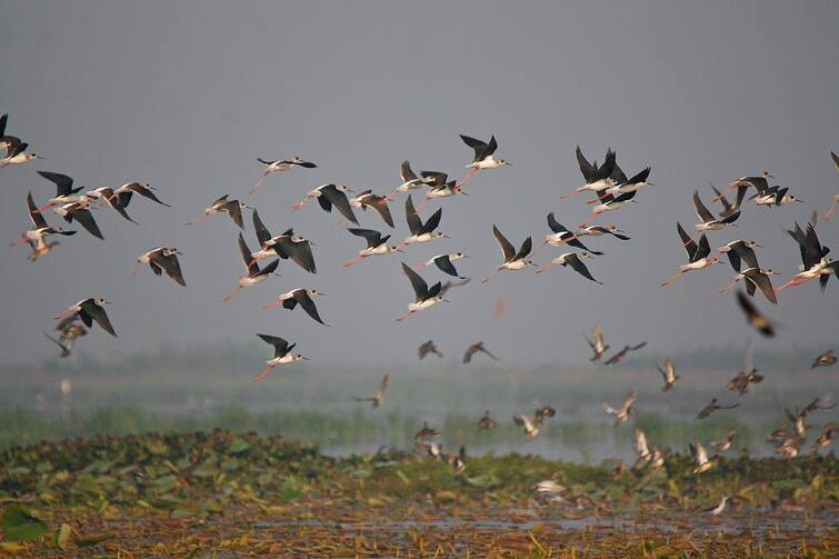 What is the reason for the disappearing birds? Bird Life: ਅਲੋਪ ਹੋ ਰਹੇ ਪੰਛੀਆਂ ਦਾ ਕੀ ਹੈ ਕਾਰਨ