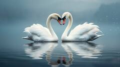 कपल्स के प्यार को बताने के लिए हमेशा क्यों कहा जाता है 'हंसो का जोड़ा' और क्या हैं इसके मायने?