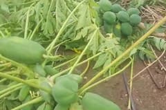 नंदुरबार जिल्ह्यातील नुकसानग्रस्त शेतकऱ्यांना मिळाली पीक विम्याची रक्कम