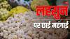 Garlic Price Hike: मध्य प्रदेश: जबलपुर में आसमान छू रहीं लहसुन की कीमतें, इस वजह से बढ़े दाम
