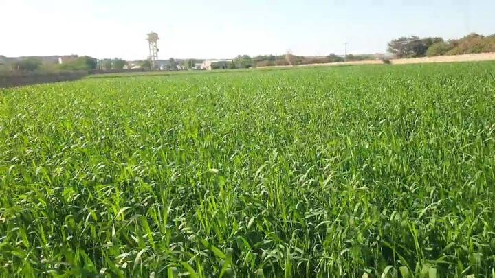 वहीं जोधपुर के किसान पुखराज ने बताया कि हम लोग मजबूर होकर फसल की पैदावार करते हैं. किसानों को हर समय नुकसान का ही सामना करना पड़ता है. जब हमारी फसल तैयार होती है, तो बाजार में कीमत कौड़ियों की हो जाती है.