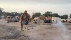 Ramdev Pashu Mela: नागौर में आज से रामदेव पशु मेले की हो रही शरुआत, पशुओं की धमक देगी सुनाई, देखें तस्वीरें