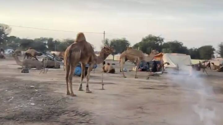 नागौर (Nagaur) जिले में विश्वस्तरीय रामदेव पशु मेला (Ramdev Pashu Mela) 10 फरवरी से शुरू हो रहा है. इस पशु मेले का शुभारंभ जिला कलेक्टर अमित यादव करेंगे. पशुपालन विभाग की ओर से मेला स्थल की तैयारी को अंतिम रूप दिया जा चुका है. इस विश्व स्तरीय पशु मेले को लेकर पशुपालकों में काफी अच्छा उत्साह देखने को मिल रहा है.