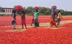 Photo : नंदुरबार बाजार समितीत  2 लाख 60 हजार क्विंटल लाल मिरचीची आवक