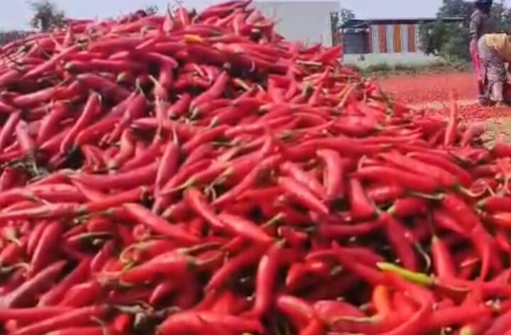 हंगाम संपेपर्यंत बाजार समितीत 3 लाख क्विंटल खरेदीचा टप्पा पार होईल, असा अंदाज व्यक्त केला जात आहे.