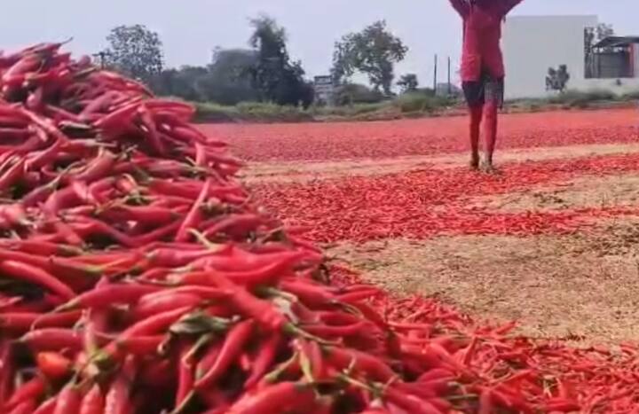 नंदुरबार जिल्हा आणि शेजारील गुजरात आणि मध्य प्रदेश राज्यात मोठ्या प्रमाणात मिरचीचे उत्पादन झाले आहे. नं