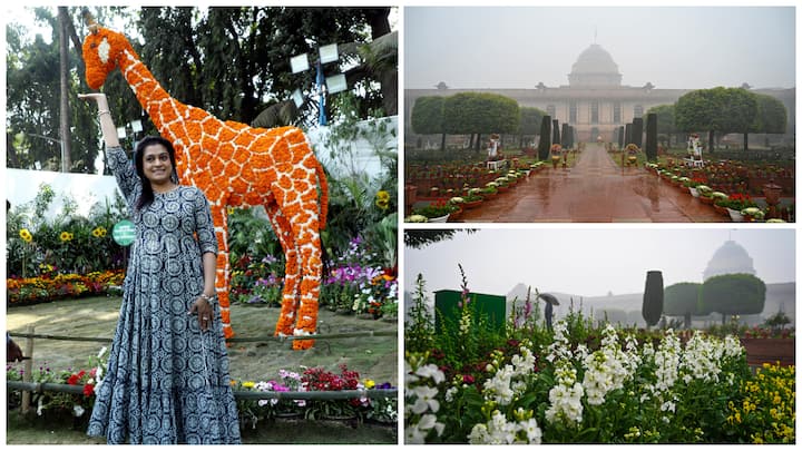 Udyan Utsav 2024 at Amrit Udyan at Rashtrapati Bhavan opened for public view last week. This year's display features of Tulips, Daffodils, Oriental Lily, and various rare seasonal flowers.