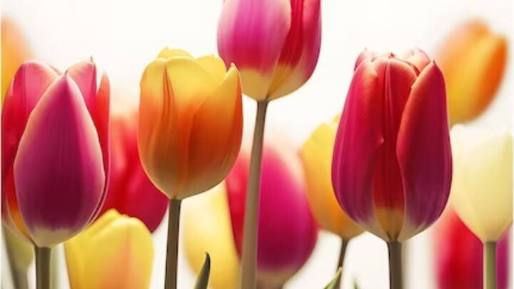 ट्यूलिप बल्ब दिसंबर में प्रमुख पार्कों और उद्यानों, एनडीएमसी मुख्यालय, विंडसर प्लेस चौराहे, उपराष्ट्रपति के बंगले के आसपास, 11 मूर्ति और शांतिपथ के महत्वपूर्ण हिस्सों में लगाए थे.