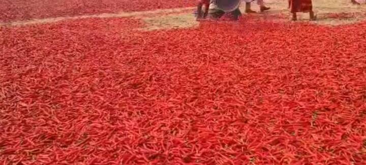 देशातील दुसऱ्या क्रमांकाची मिरचीची (chillies) बाजारपेठ म्हणून नंदुरबार बाजार समितीची (Nandurbar Bazar Samiti) ओळख आहे.
