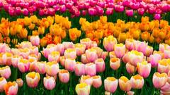 Tulip festival: दिल्ली में आज से शुरू हो रहा ट्यूलिप महोत्सव, नीदरलैंड्स से आए 2 लाख फूल खिल कर तैयार