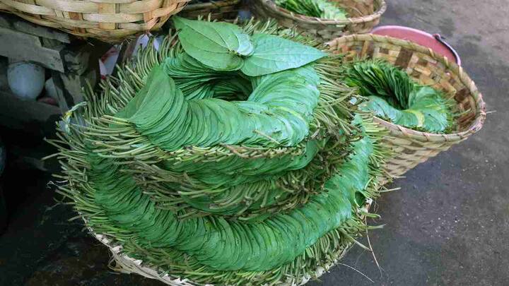 Betel Leaves Benefits : पान सुपारीमुळे श्वासाच्या समस्यापासून 'हे'आजार ही दूर होतात (Photo credit: Unsplash)