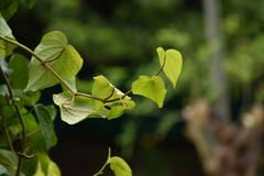 Benefits Betel Leaf : पान सुपारीपासून हे आजार ही दूर होतात.