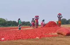 Photo : नंदुरबार बाजार समितीत  2 लाख 60 हजार क्विंटल लाल मिरचीची आवक