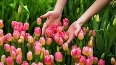 Tulip festival: दिल्ली में आज से शुरू हो रहा ट्यूलिप महोत्सव, नीदरलैंड्स से आए 2 लाख फूल खिल कर तैयार