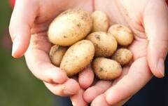 Agriculture: ਅਮਰੀਕਾ ‘ਚ ਇੰਨਾ ਮਹਿੰਗਾ ਵਿਕਦਾ ਆਲੂ, ਇੰਨੇ ਪੈਸਿਆਂ ‘ਚ ਖਰੀਦ ਲਓਗੇ ਕਈ ਕਿਲੋ ਸੇਬ-ਸੰਤਰੇ