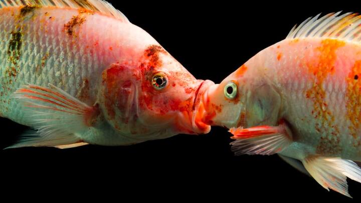 जिस तरह इंसान अपने पार्टनर के साथ क्वालिटी टाइम स्पेंड करते हैं. उस तरह मछलियां भी अपने  पार्टनर के साथ क्वालिटी टाइम स्पेंड करती होंगी.