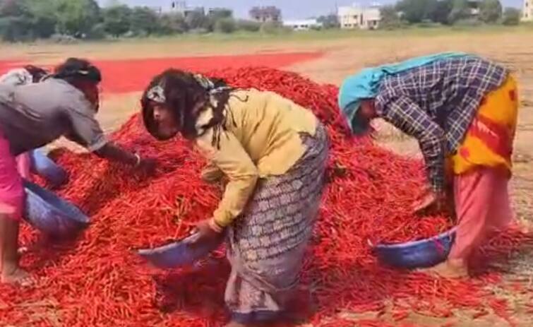 Record arrival of chillies in Nandurbar Bazar Samiti agriculture news farmers नंदुरबार बाजार समितीत मिरचीची विक्रमी आवक, गेल्या 10 वर्षाचा विक्रम मोडला, सध्या दर किती?