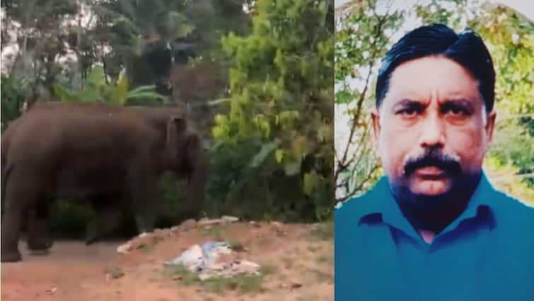 Kerala: Radio-Collared Elephant Tramples Man To Death In Wayanad, Residents Demand Action