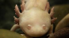 क्या सच में अब फिर से उग जाएंगे कटे हुए हाथ-पैर? इस जीव के जरिए निकला इलाज