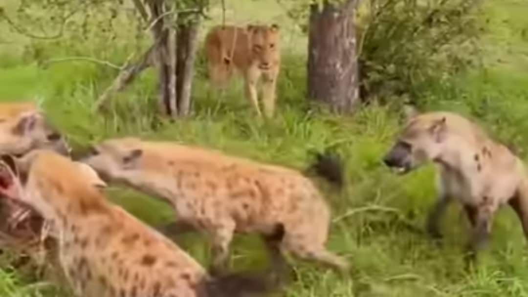 lioness jumped between hyenas to save her cub then what happened next watch shocking video Trending बच्चे को बचाने के लिए शेरनी ने लगाई ऐसी तिगड़म, आप भी​ करेंगे सैल्यूट