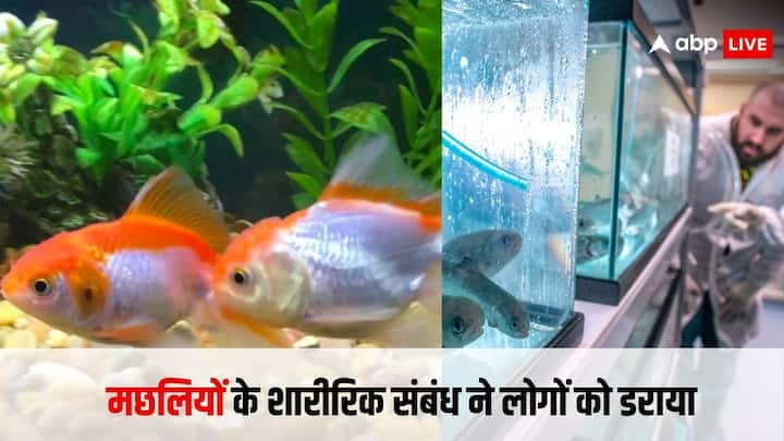 Fish Mating: मछलियां जब क्वालिटी टाइम स्पेंड करते हैं. यानी कहें तो शारीरिक संबंध बनाती हैं. उसे मेटिंग कहा जाता है. इसी मीटिंग के चलते अमेरिका में लोगों की रातों की नींद उड़ गई.