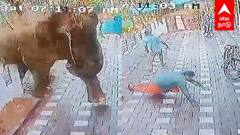 Kerala elephant CCTV : யானை மிதித்து பலி... மிரண்டு ஓடிய மக்கள்! பதறவைக்கும் CCTV காட்சி