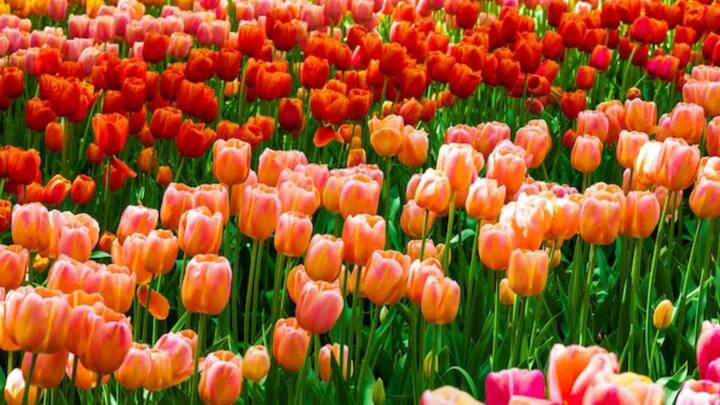 फोटोग्राफी प्रतियोगिता के समापन पर सर्वश्रेष्ठ फोटोग्राफ को पुरस्कृत किया जाएगा.