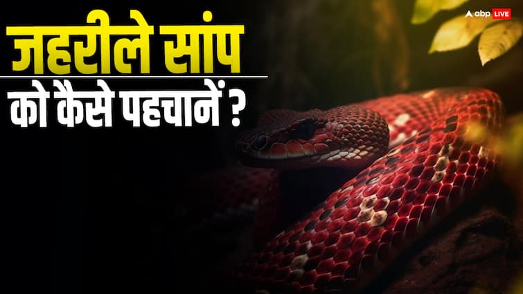 identify whether a snake is poisonous or not know this very interesting method कैसे पहचानें सांप जहरीला है या नहीं, जानें ये बेहद रोचक तरीका