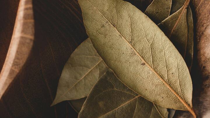 Bay leaf Benefits : तमालपत्र हा आपल्या स्वयंपाकघरातील एक उत्कृष्ट घटक आहे, जो आपल्या आरोग्यासाठी खूप फायदेशीर पोषक घटक देखील असतात.