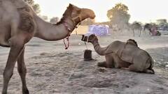 Ramdev Pashu Mela: नागौर में आज से रामदेव पशु मेले की हो रही शरुआत, पशुओं की धमक देगी सुनाई, देखें तस्वीरें