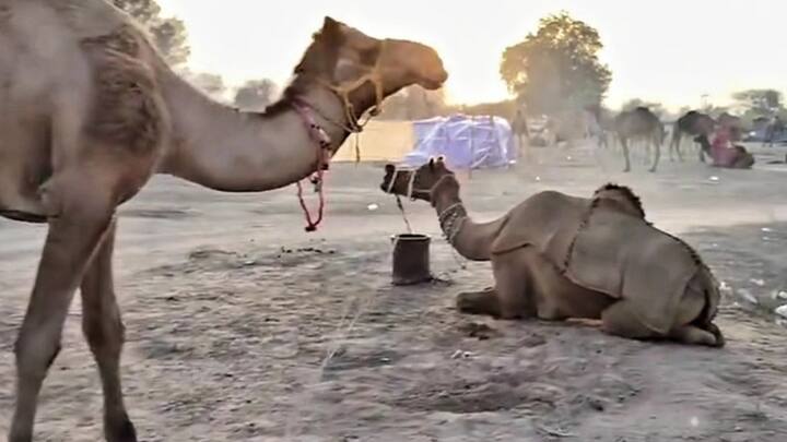 मेला स्थल पर पशुओं की भारी मात्रा में आवक भी शुरू हो चुकी है. इस विश्व स्तरीय पशु मेले में पशुओं की कई अलग-अलग नस्ले पहुंच रही हैं. जिला कलेक्टर अमित यादव ने बताया कि विश्व स्तरीय रामदेव पशु मेले की शुरुआत एक समारोहपूर्वक जाएगी.