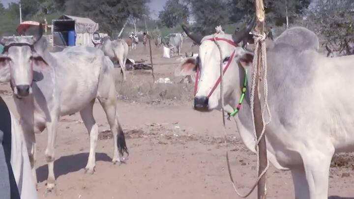उन्होंने बताया कि मेला मैदान की दुकानों में पशुओं से संबंधित साज सज्जा की सामग्री के साथ ही कृषि से संबंधित उपकरणों की दुकानें भी शामिल हैं. वहीं पशुपालन विभाग के संयुक्त निदेशक डॉ महेश कुमार मीणा ने कहा कि मेला मैदान में सरकारी विभागों की ओर से लगाई जाने वाली प्रदर्शनियों की जगह पर भी सुंदर और खूबसूरत टेंट लगाए गए हैं.