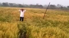 विदर्भात अवकाळी पावसाचा धुमाकूळ; शेतकऱ्यांवर पुन्हा एकदा अस्मानी संकट