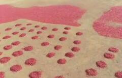 Photo : नंदुरबार बाजार समितीत  2 लाख 60 हजार क्विंटल लाल मिरचीची आवक