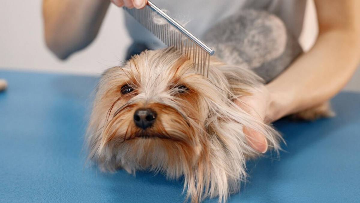 Dogs hair fall 2024 treatment in hindi