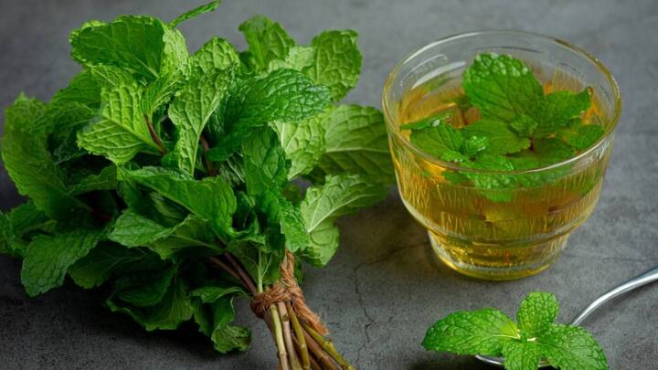 पुदीना पाचन तंत्र को ठीक करने के साथ-साथ पेट से जुड़ी समस्याओं को भी दूर करता है. यह पाचन तंत्र की मांसपेशियों को आराम पहुंचाने के साथ-साथ अपच की परेशानी को भी कम करता है.