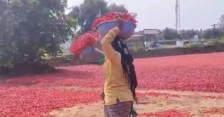कोरड्या लाल मिरचीला 7500 ते 18000 हजार रुपयापर्यंतचा दर मिळत आहे. तर दररोज 100 ते 150 वाहनातून 2000 क्विंटल मिरचीची आवक होत आहे. मार्च अखेरपर्यंत हंगाम सुरु राहील, असा अंदाज व्यक्त करण्यात आला आहे.