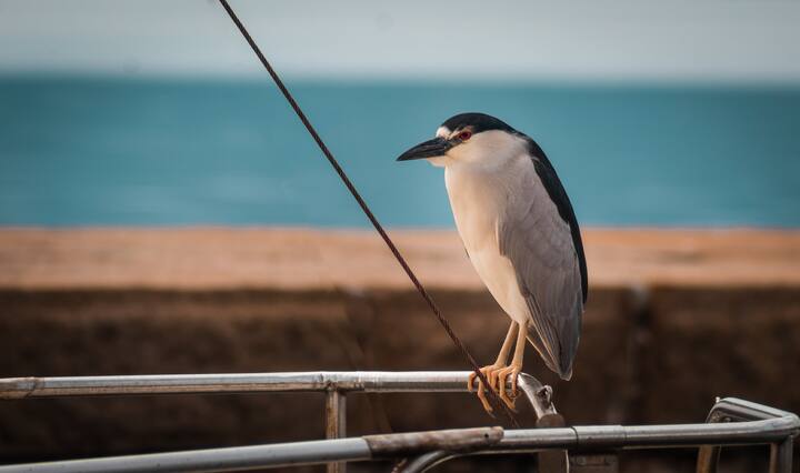 கருப்பு-கிரீடம் அணிந்த நைட் ஹெரான் (Black-Crowned Night Heron) - கிழக்கு ஐரோப்பியாவிலிருந்து வருகிறது