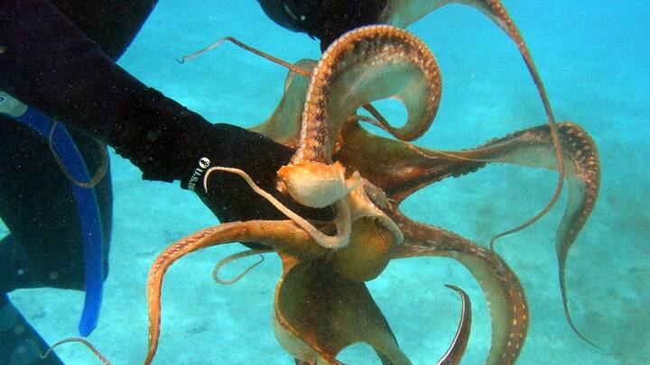 தாய் முட்டையிடும் அதே நேரத்தில் மூன்று இரசாயன மாற்றங்கள் ஏற்படுவது கண்டறியப்பட்டது. ப்ரெக்னெனோலோன் மற்றும் புரோஜெஸ்ட்டிரோன் ஹார்மோன் அளவுகளில் அதிகரிப்பு இருப்பதாக விஞ்ஞானிகள் குறிப்பிட்டுள்ளனர். 7-டீஹைட்ரோ கொலஸ்டிரால் அளவும் அதிகரிக்கிறது.