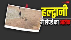 हल्द्वानी के रिहायशी इलाके में घुसा बाघ, वन विभाग की टीम पर हमला, बाल-बाल बचे कर्मचारी