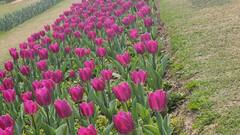 Delhi में नीदरलैंड और कश्मीर जैसा नजारा, जानें- ट्यूलिप की खूबसूरती निहारने कैसे पहुंचे वहां?